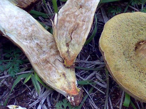 Xerocomus